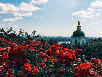 Red flowers growing on tree against sky