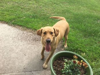 High angle portrait of dog on grass