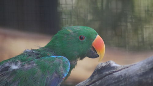 Close-up of parrot perching on leaf