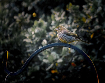 Close-up of bird perching outdoors