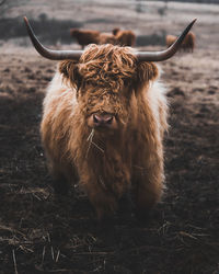 Lion standing in a field