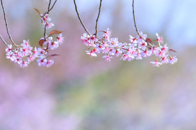 Close-up of pink cherry blossom