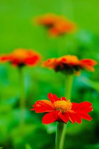 Close-up of gerbera daisy blooming outdoors