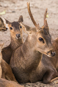 Close-up portrait of deer