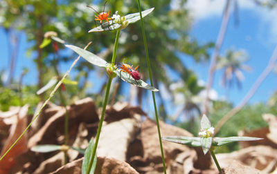 Close-up of insect on plant against sky