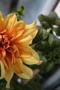 Close-up of yellow flowering plant