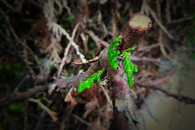 Close-up of leaf on tree