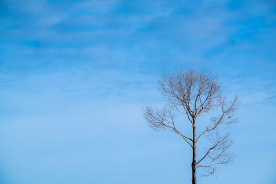 Low angle view of bare tree against blue sky