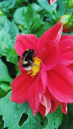 Close-up of bee on flower
