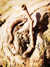 Close-up of tree trunk