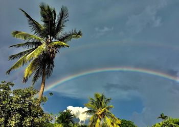 Low angle view of coconut palm tree against rainbow in sky