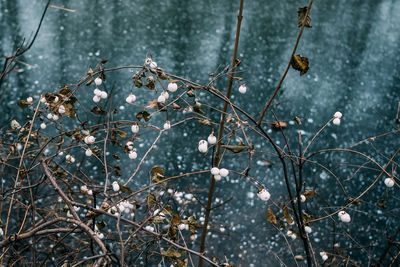 High angle view of snow on plants