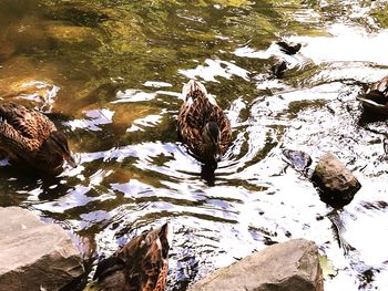 High angle view of duck swimming on lake