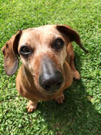 Close-up portrait of dog