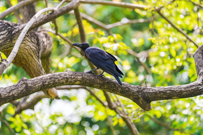 Low angle view of bird perching on branch