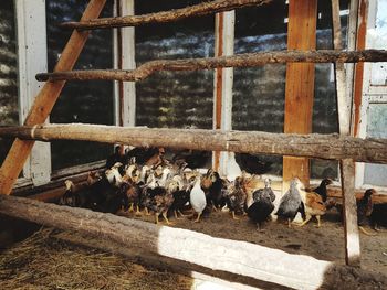 View of birds on wood