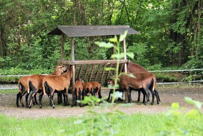 Goats with young animals by built structure on field
