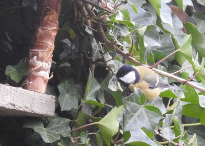 High angle view of bird perching on plant