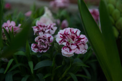 Close-up of pink flowering plants