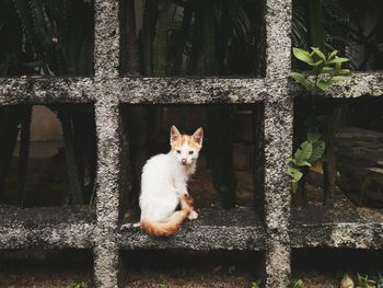 Portrait of cat sitting by plants