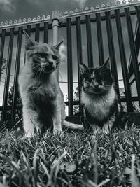 Portrait of a cat sitting on the wall