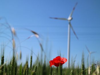 Close-up of red poppy flowers in field