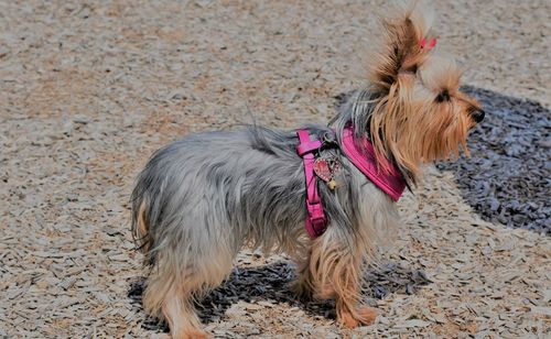 Close-up of dog on field