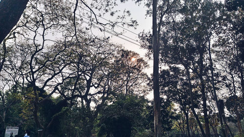 Low angle view of trees against sky