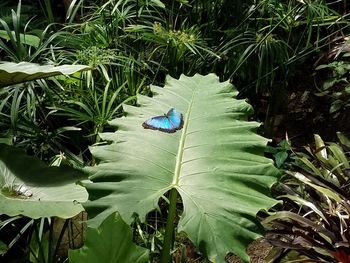 High angle view of damselfly on plants