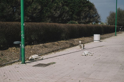View of an animal on the road