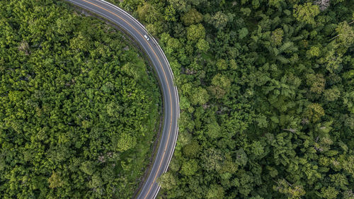 Aerial view of winding road amidst trees in forest