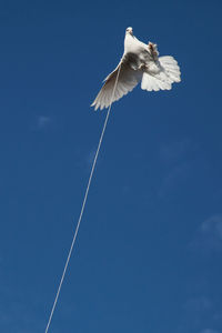 Low angle view of bird flying against clear blue sky