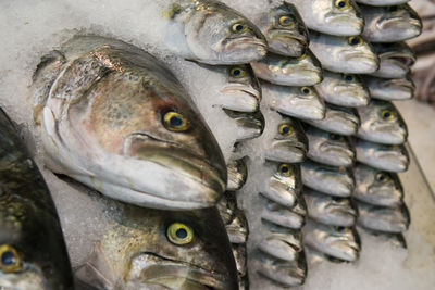 Stack of fish with ice for sale at market stall