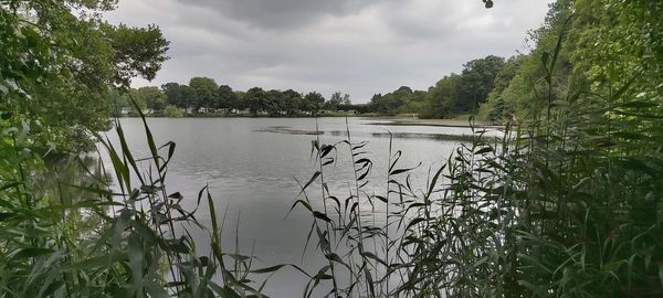 Scenic view of lake in forest against sky