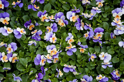 Close-up of purple flowers