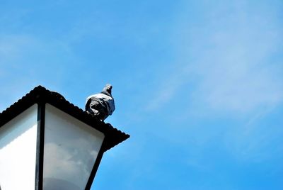 Low angle view of bird perching against blue sky