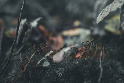 Close-up of dry plants on field