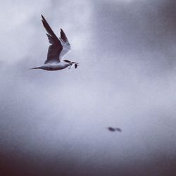 Low angle view of seagulls flying in sky