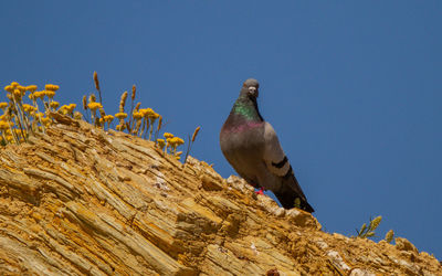 Low angle view of bird perching on wood against sky