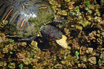 Close-up of red-eared slider turtle, trachemys scripta elegans, swimming in water