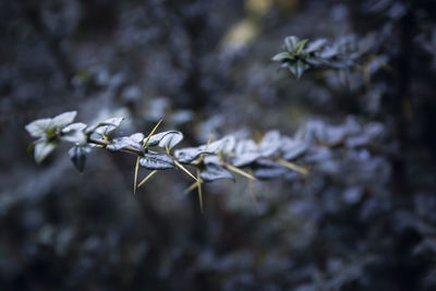 Close-up of insect on plant