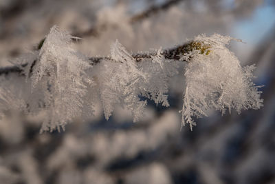 Close-up of wilted plant on field