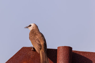 Low angle view of bird on roof against clear sky