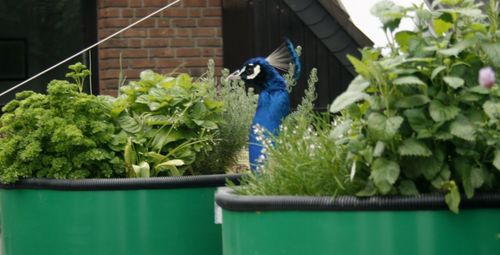 Bird perching on a plant