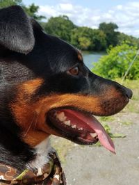 Close-up of black dog sticking out tongue