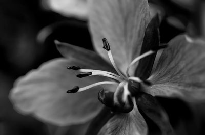 Close-up of flowering plant
