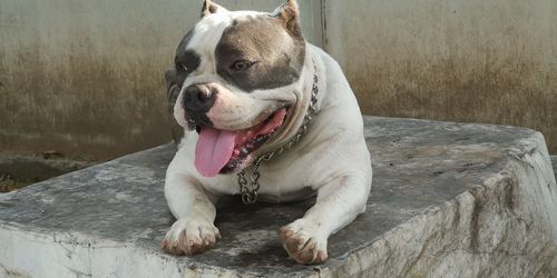 Dog looking away while sitting outdoors