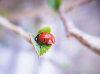 Close-up of ladybug on leaf