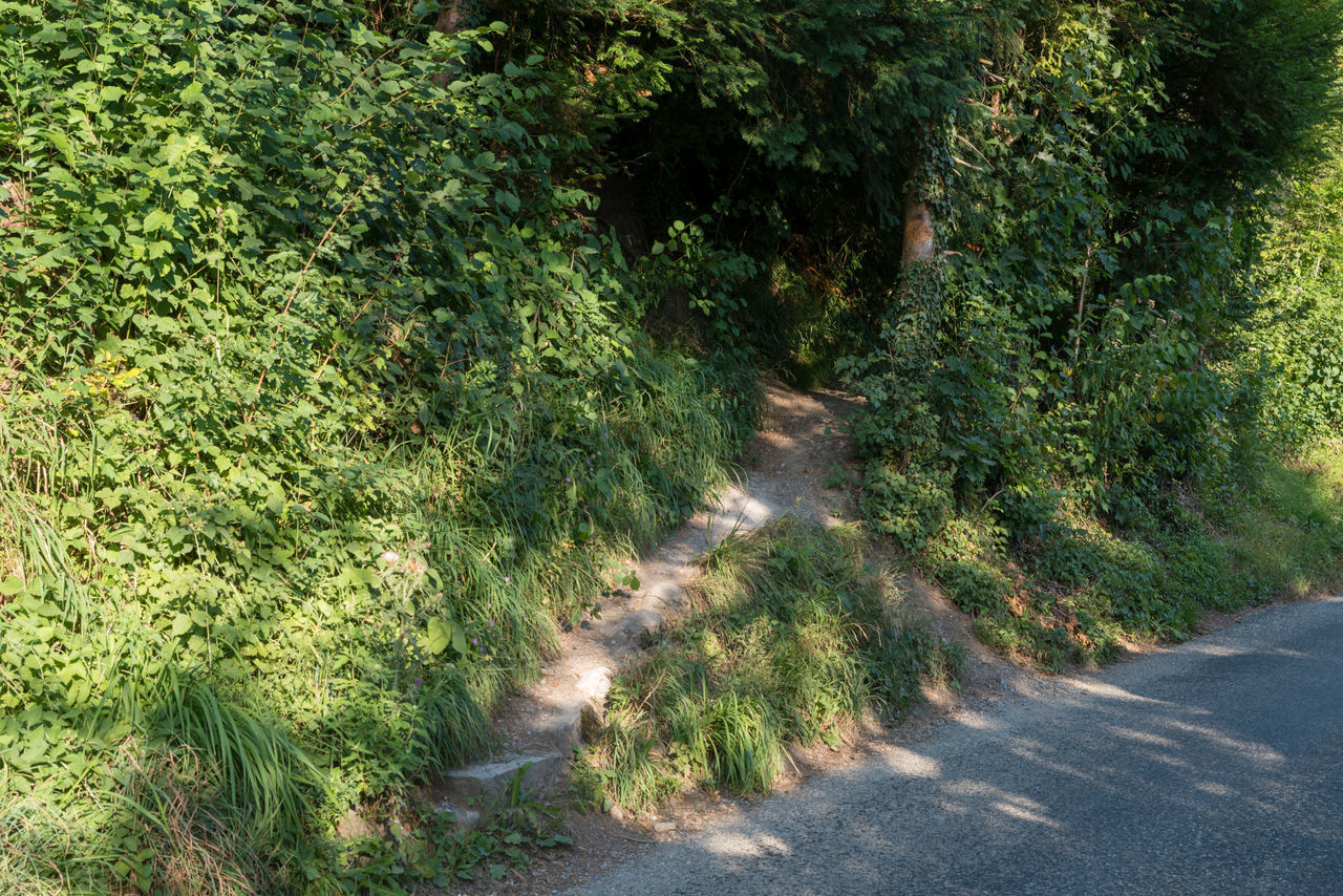 ROAD BY TREES IN FOREST