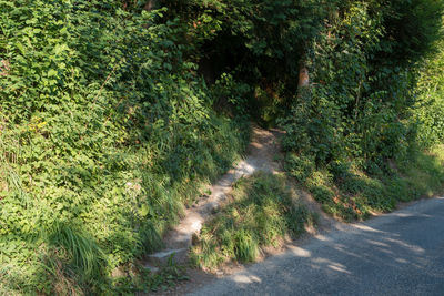 Road amidst trees in forest